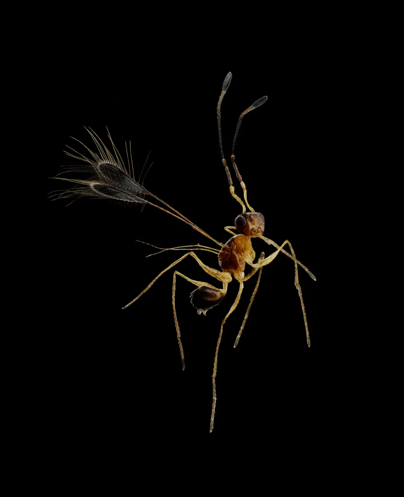 Honorable Mention. Fairyfly. Captured by Hanyang Xue (China).