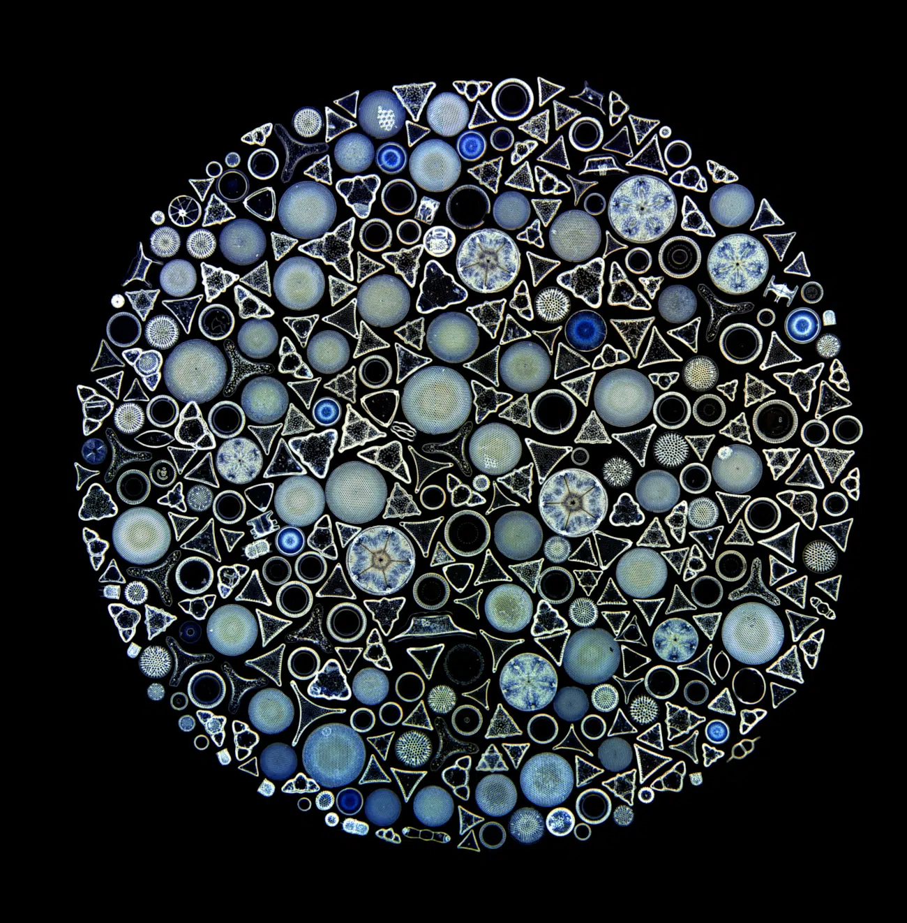 Honorable Mention. Diatom arrangement. Captured by Jan Rosenboom (Germany).