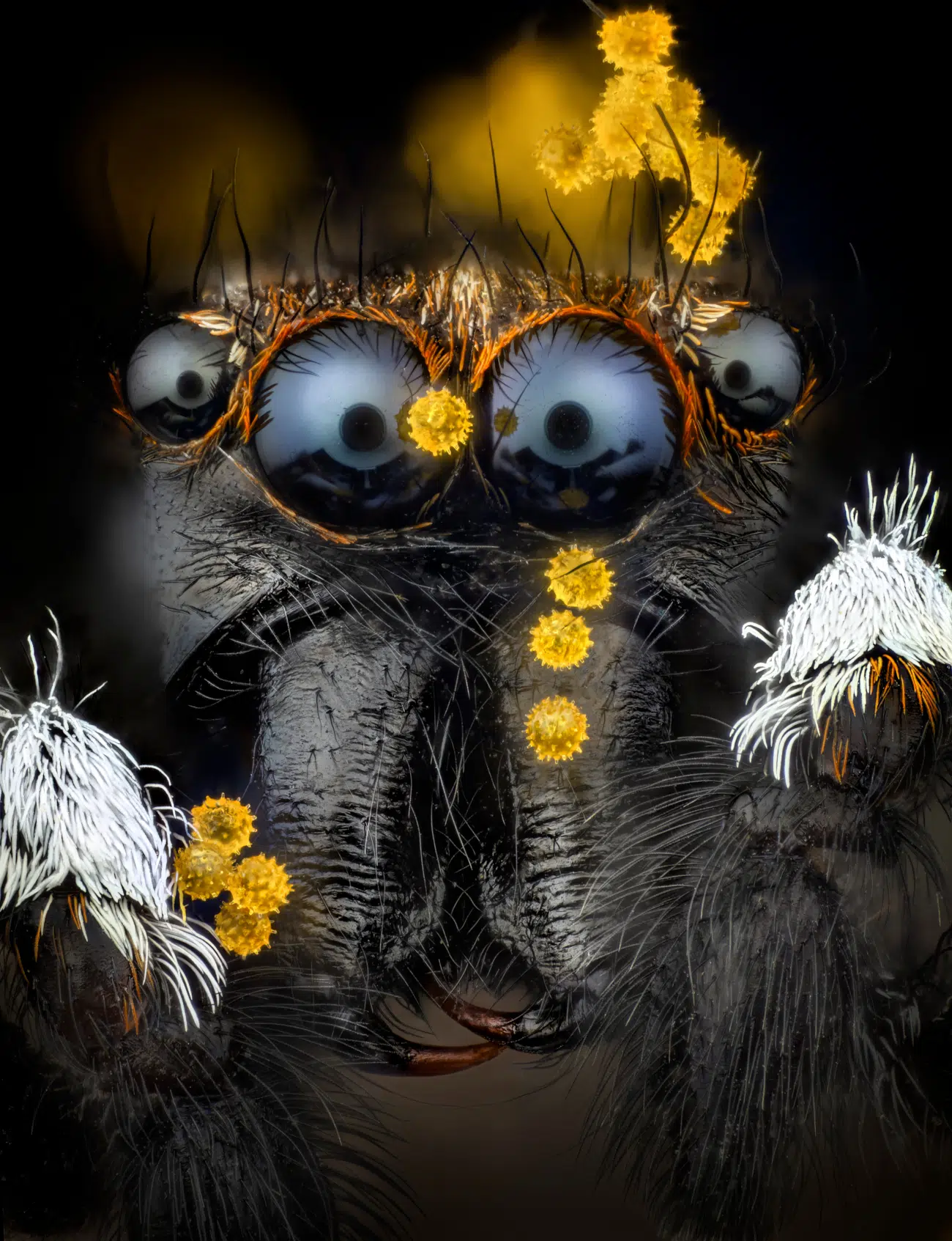 Honorable Mention. Pollen grains on a jumping spider. Captured by Javier Rupérez (Spain).