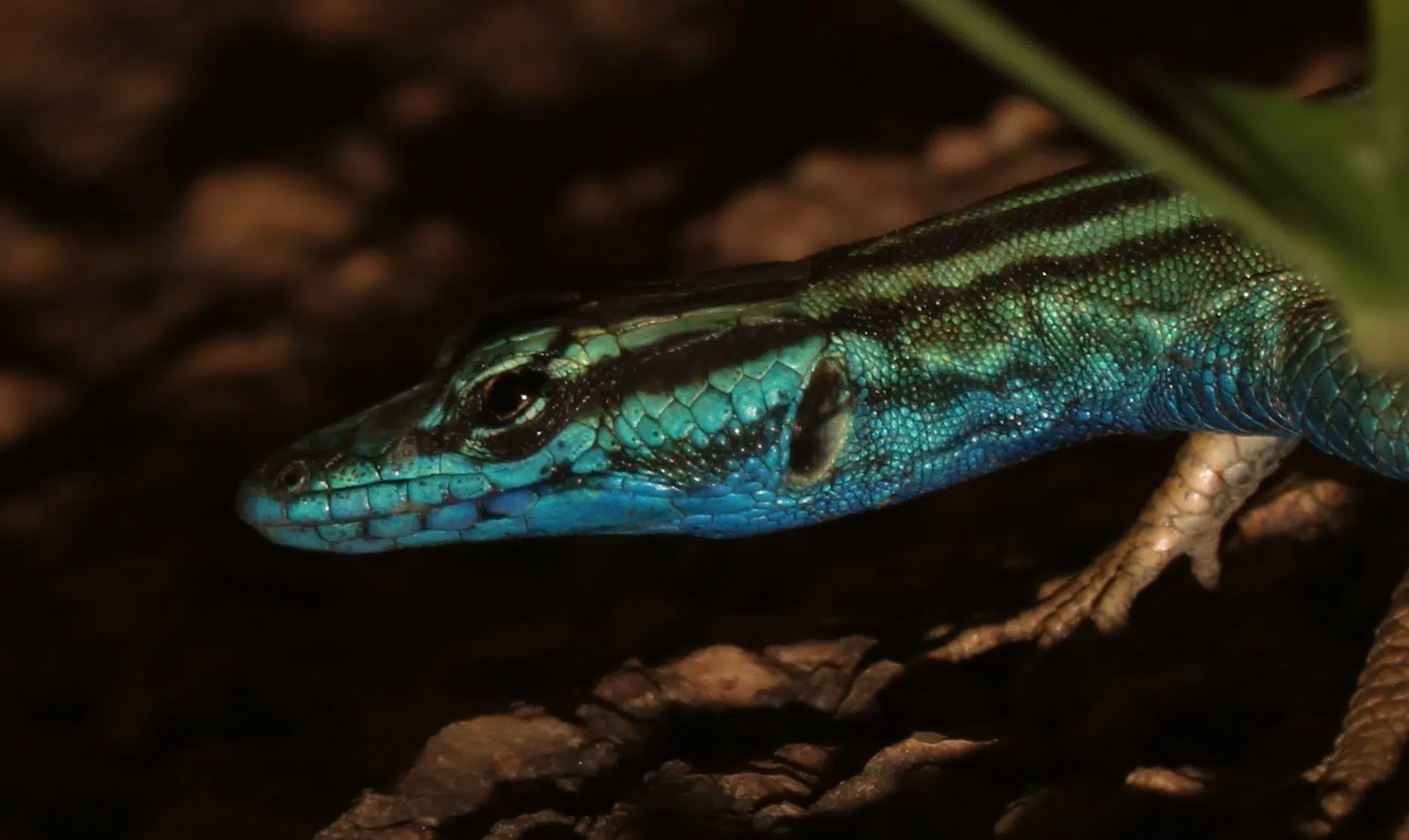A platysaurus attenboroughi, also known as Attenborough&rsquo;s flat lizard