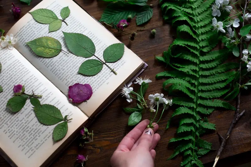 Pressed Flower Art