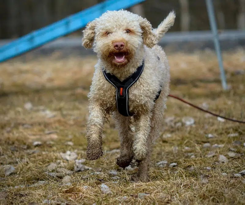 Puppy Digs Up Gold Coins Worth $8,000 on First Walk