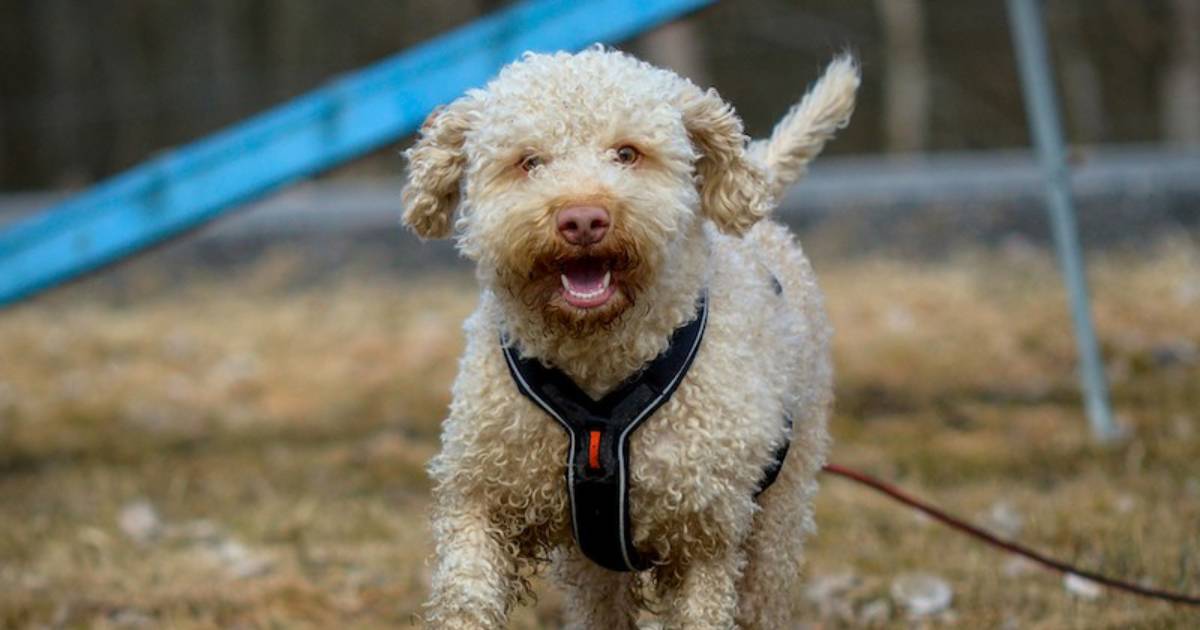 New Puppy Takes First Walk and Digs Up Hidden Gold Coins Worth Nearly $8,000