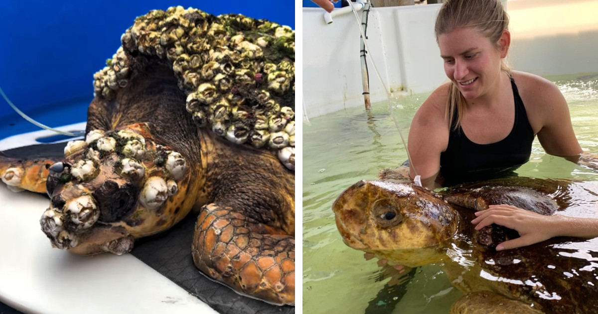 Marine Biologist Devotes 92 Days To Removing Dangerous Barnacles From a Turtle in Pain