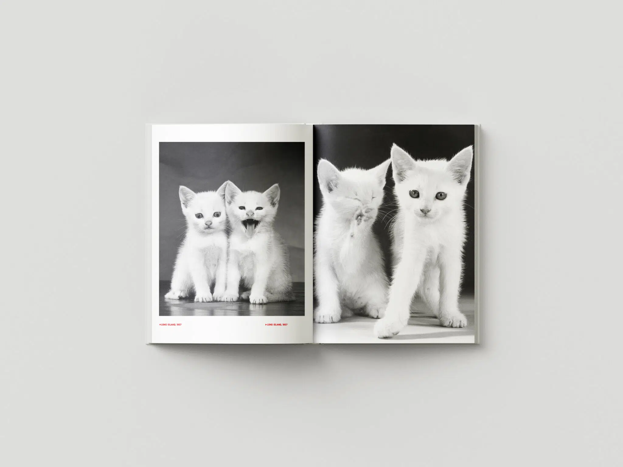 A spread from &ldquo;Walter Chandoha: Family Cats From the Archive 1949&ndash;1962,&rdquo; published by Damiani Books