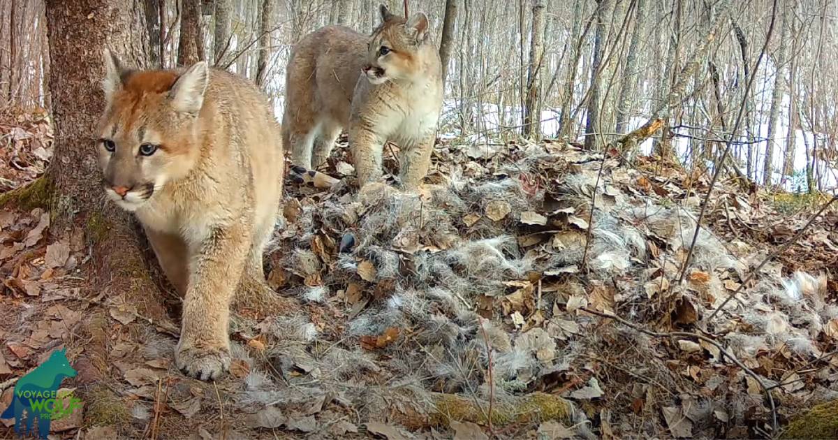 Wild Cougar Family Spotted in Minnesota for the First Time in Over a Century