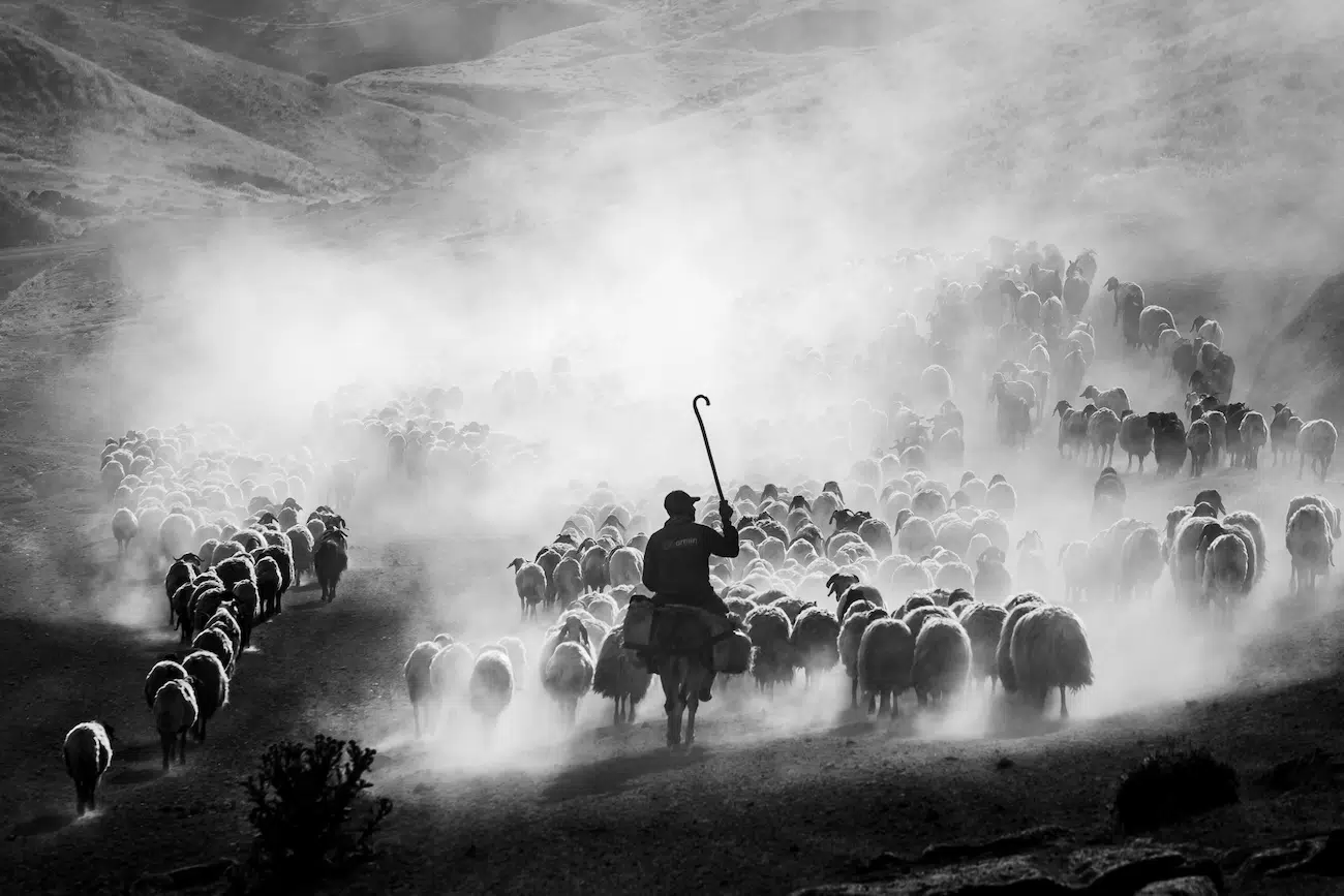 Hundreds of sheeping arrive in the village
