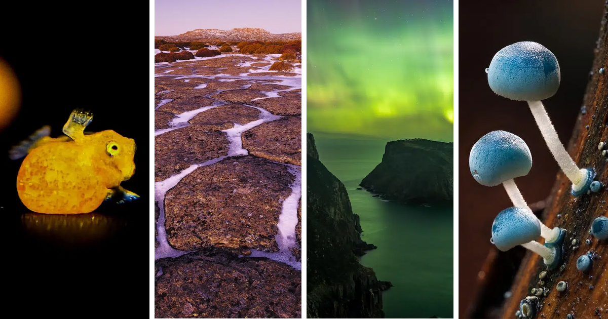 Beaker Street Science Photography Prize Finalists Highlight Rare Fish, Bioluminescent Algae, and More