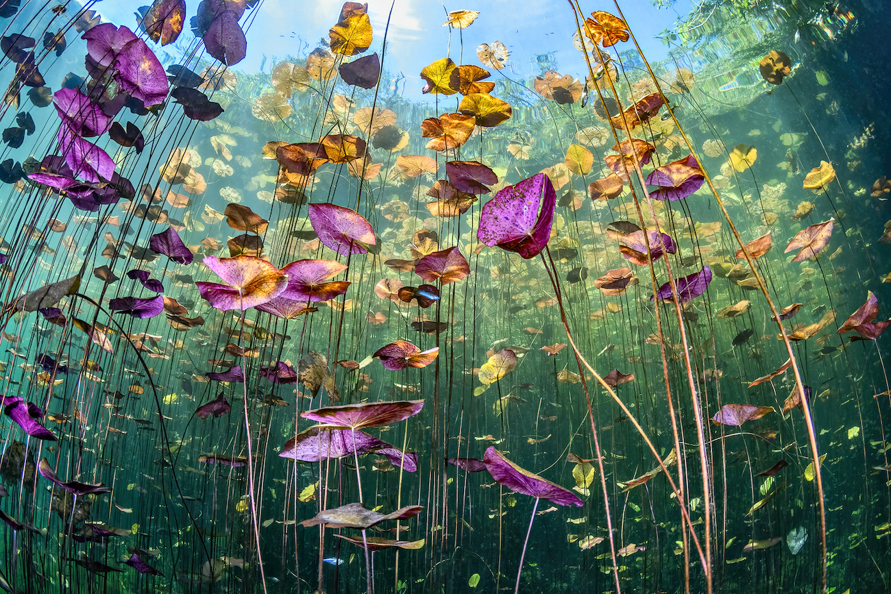 &copy; Ysabela Coll (Dominican Republic). Underwater Seascapes &mdash; Winner Emerging from the darkness of a Mexican cenote, we entered this underwater garden teeming with colorful water lilies and small fish. The sudden contrast transformed the scene into a dreamlike world, where light, color, and life replaced the silence of the cave. Cenotes are vital freshwater reservoirs that sustain biodiversity and surrounding communities, yet pollution and climate change increasingly threaten their fragile balance. This moment of beauty is a reminder of our responsibility to protect these hidden ecosystems, where life depends on the purity and clarity of the water.