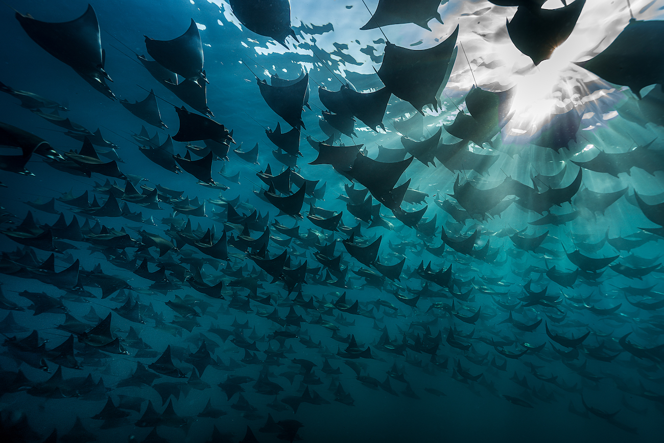 &copy; Bingqian Gao (UK/China). Underwater Seascapes &mdash; 2nd Place This expansive seascape captures one of the ocean&rsquo;s most awe-inspiring spectacles: a &ldquo;fever&rdquo; of Munk&rsquo;s devil rays (Mobula munkiana) gliding in unison in the Sea of Cortez, Mexico. Bathed in the ethereal glow of the sun rays piercing the surface, the scene feels more celestial than aquatic. These vast migrations continuing to flourish beneath the surface remind us that protecting the ocean means safeguarding the ecosystems that depend on it. Listed as &ldquo;Vulnerable&rdquo; on the IUCN Red List, these rays now receive CITES Appendix I protection, a crucial lifeline for the species and a promising sign for their recovery.