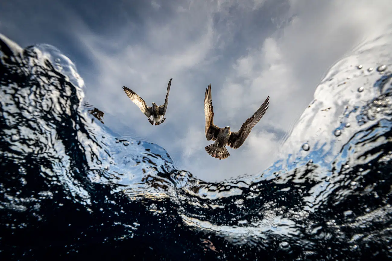 &copy; Eduardo Carrasco (Chile). Underwater Seascapes &mdash; 3rd Place I fought the buoyancy of my 12-inch dome to capture the split second when these Heermann&rsquo;s gulls, on the lookout for a meal, shattered the silvered surface. This view from below highlights the raw, dynamic boundary between the worlds above and below the water&rsquo;s surface, illustrating a profound interdependence where the life in the sky is irrevocably tied to the health of the deep.