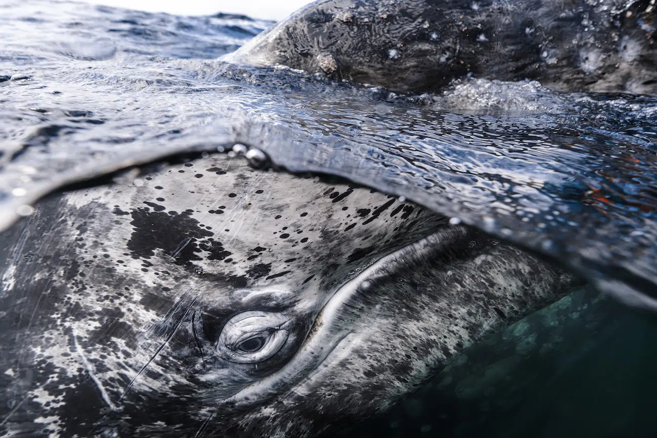 &copy; Kaushiik Subramaniam (UK). Big and Small Underwater Faces &ndash; Winner A curious juvenile gray whale approaches our boat in a lagoon in Baja California Sur, Mexico. This was an incredibly special encounter, as the whale spent over an hour with us, coming in close enough for me to dip my camera into the water and capture this image. These whales are known for their friendly and inquisitive nature, and seem to genuinely enjoy interacting with humans.