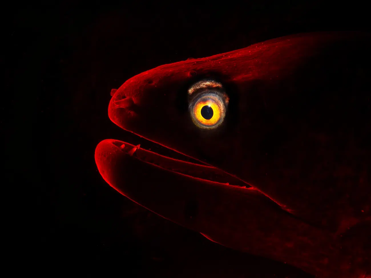 &copy; Verona Chadwick (Australia). Big and Small Underwater Faces &mdash; 2nd Place In Anilao in the Philippines, this moray eel was hiding in a hole in a reef wall, popping its head out intermittently. A snooted flash with a color filter was set up behind the subject to create the red rim light&mdash;which wasn&rsquo;t easy because the eel kept moving around. I used a second snooted flash to focus a narrow white beam on the eye. It took many attempts to get everything aligned to capture this shot.