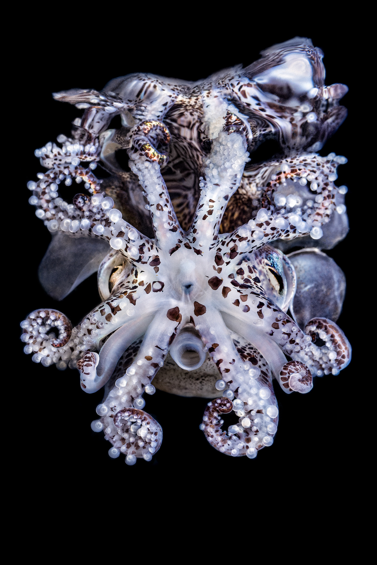 &copy; Jeon Min-seok (South Korea). Big and Small Underwater Faces &mdash; 3rd Place This bobtail squid was encountered during a night dive off Tongyeong Beach on Korea&rsquo;s southern coast. As the cephalopod swam upwards, its arms opening wide, I managed to capture this picture, with the animal&rsquo;s reflection on the surface.