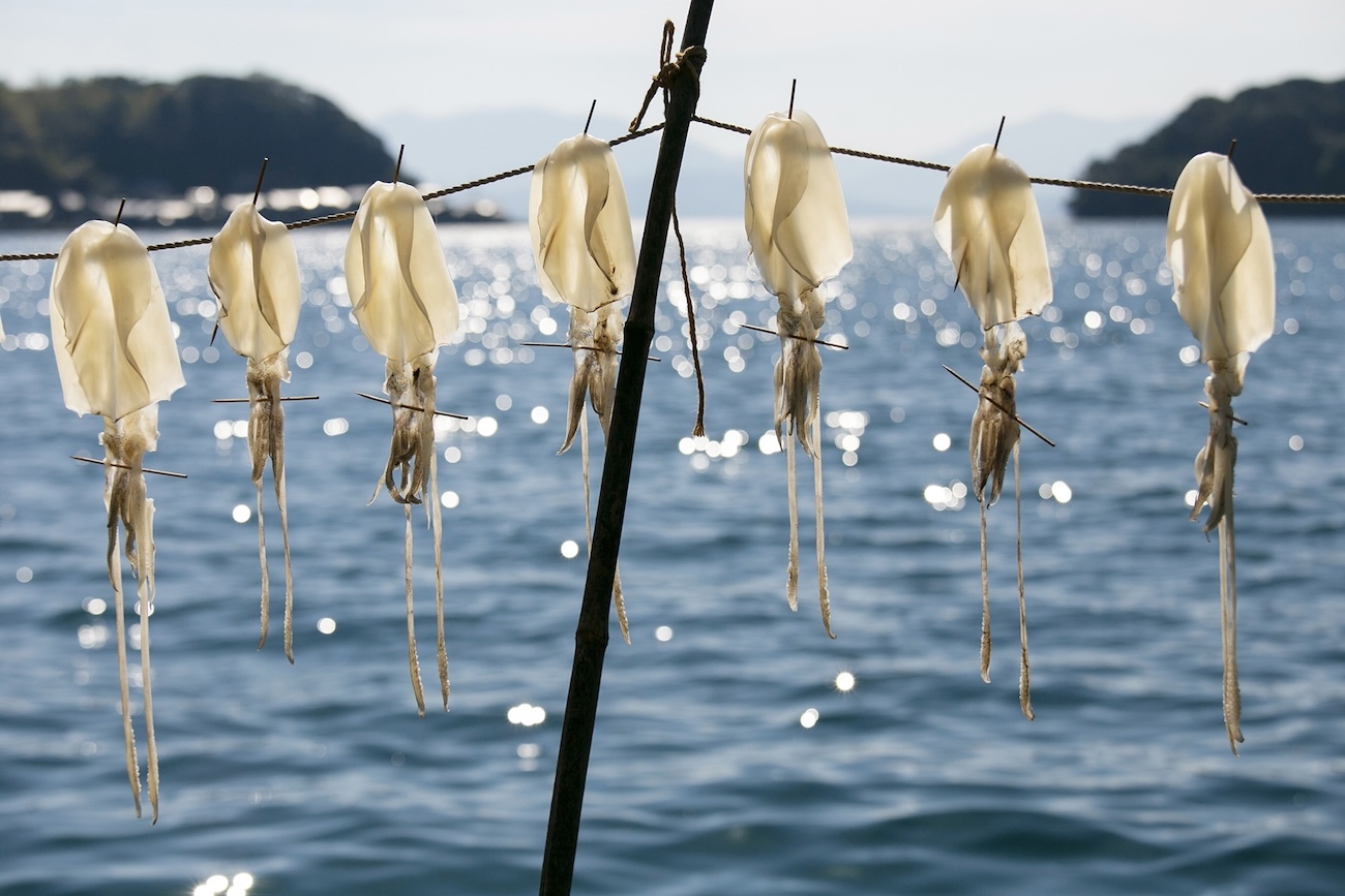 Squid drying in the sun in the fishing village of Ine, Kyoto, Japan.