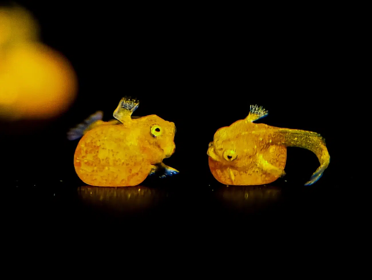 Two one-day-old red handfish