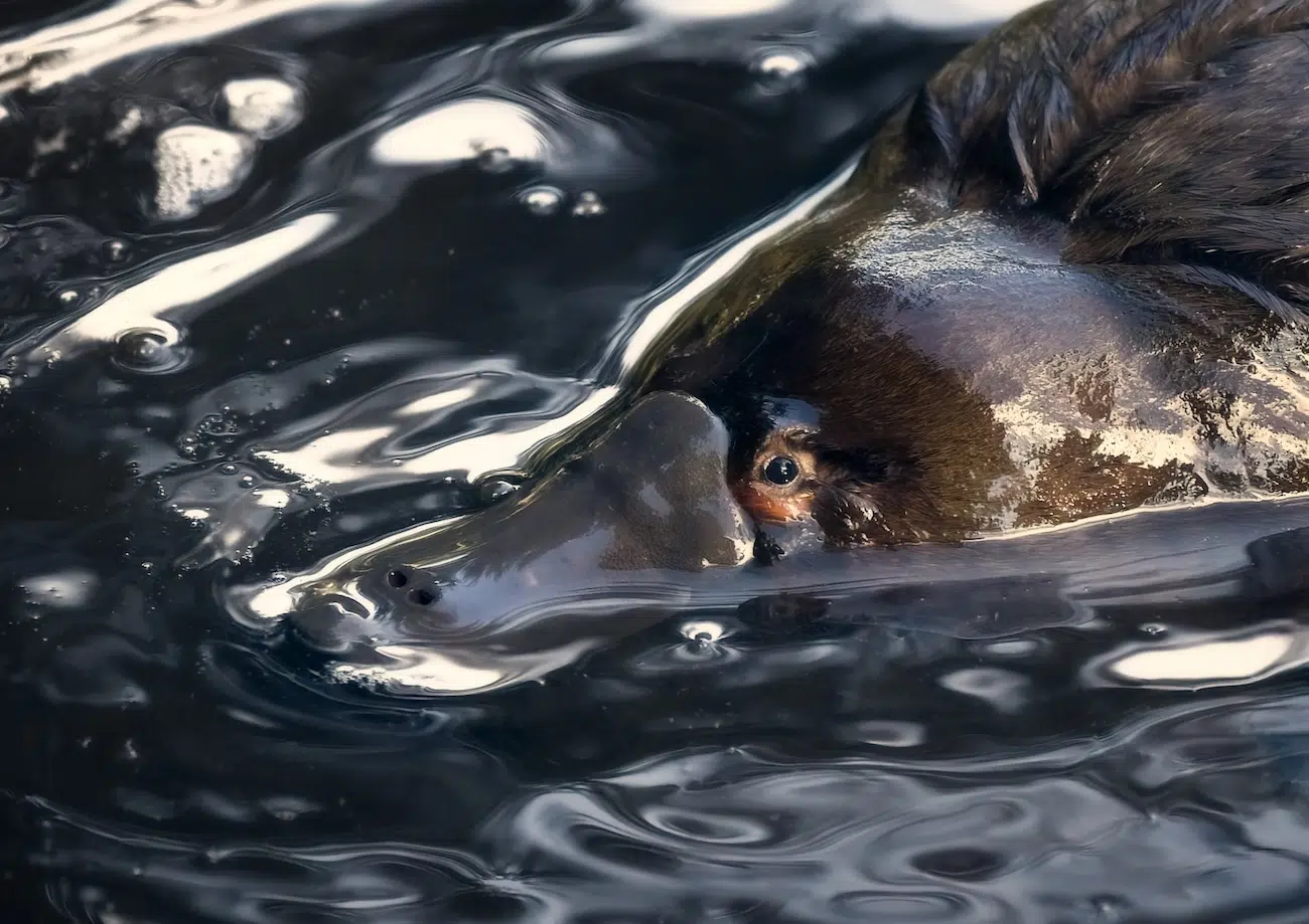 Platypus in the water
