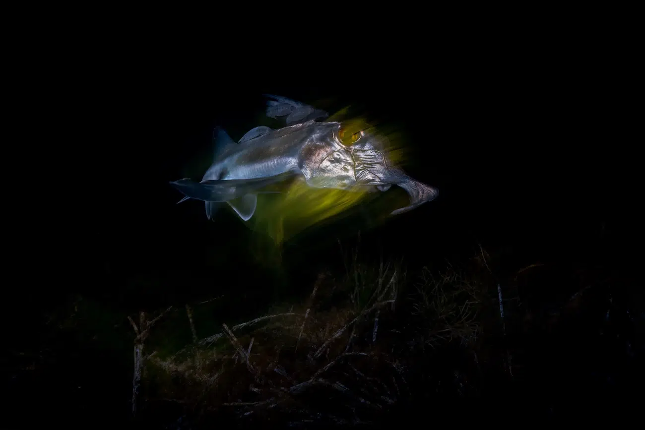 Ghostly Chimaera