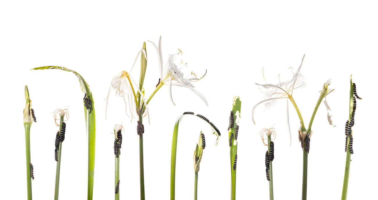 Flora On White Background