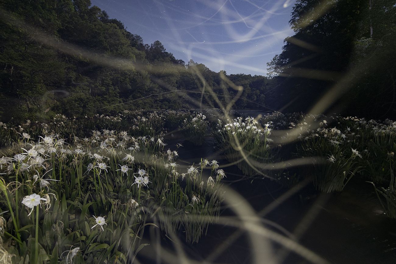 Close-up shot of flowers in fields surrounded by rees