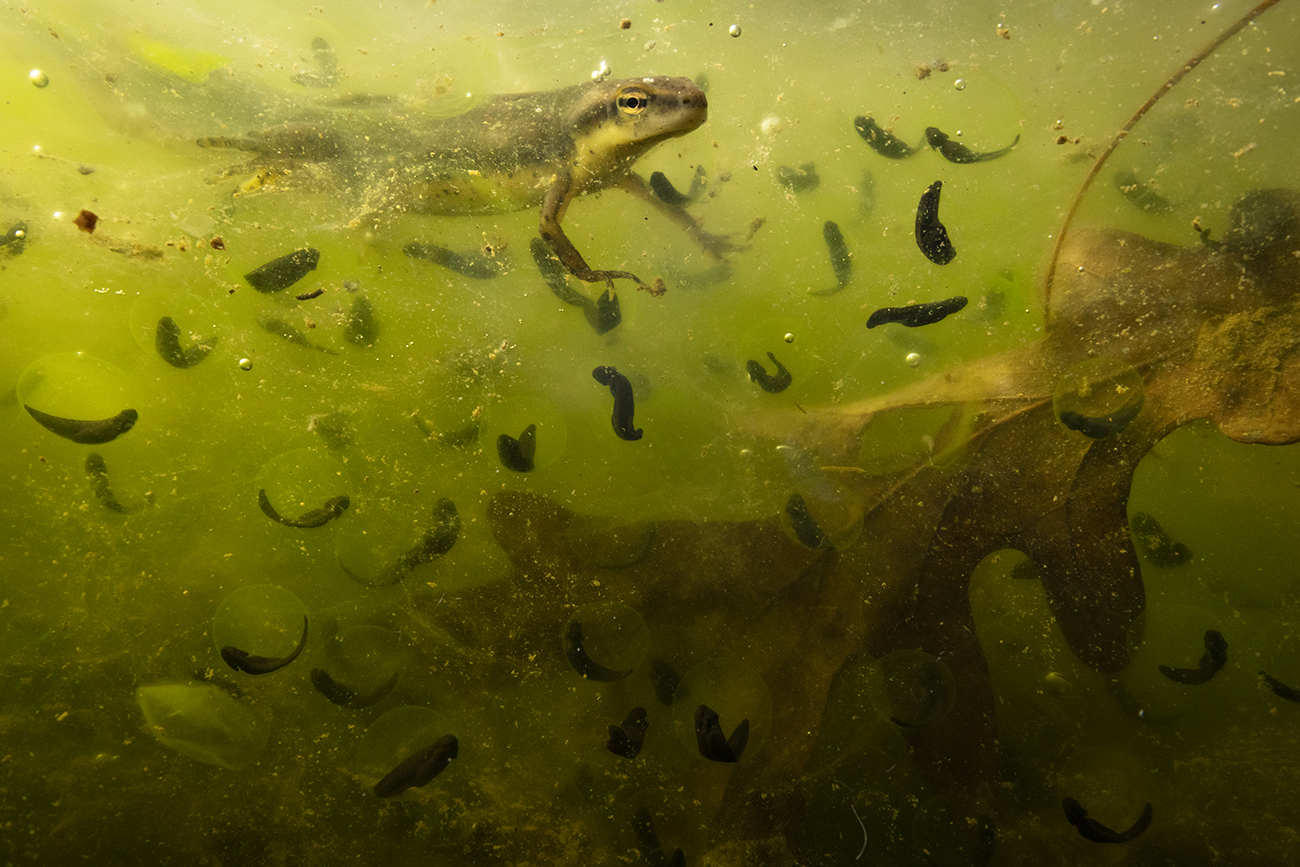 Frogs Swimming in Cloudy Water