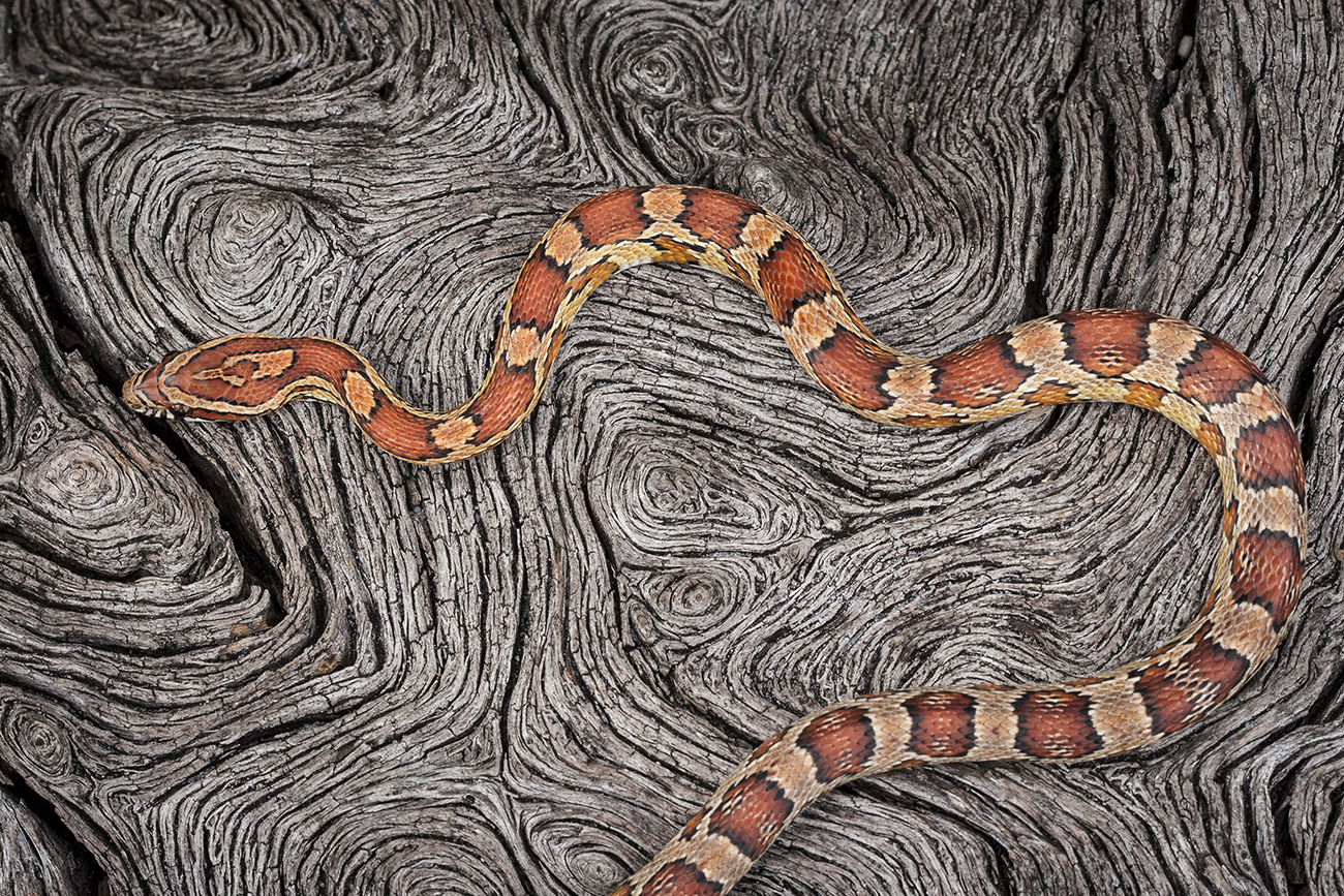 Snake Slithering Across Wood