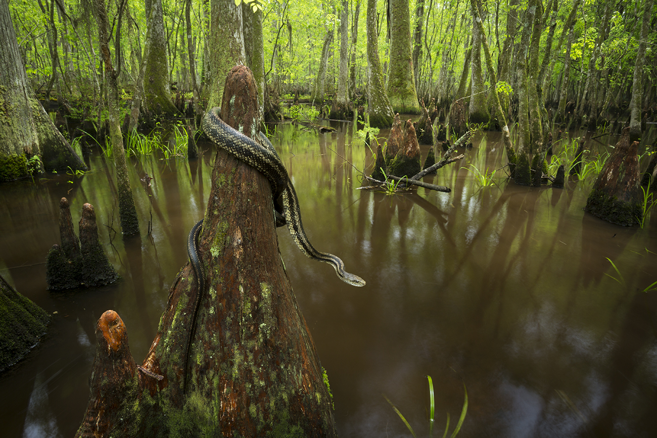 Snake Wrapped Around Tree Stump in Wetlands