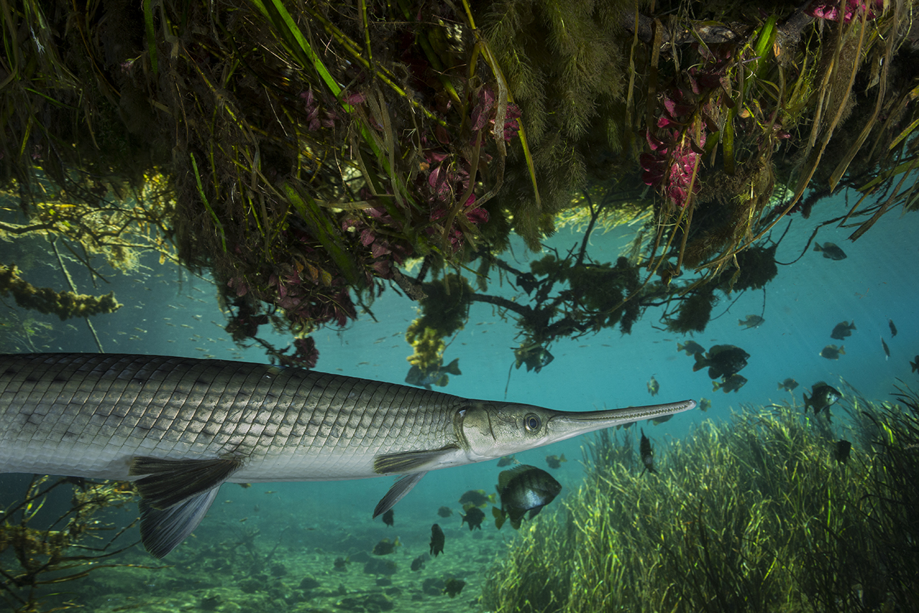 Fish Swimming in American Amazon
