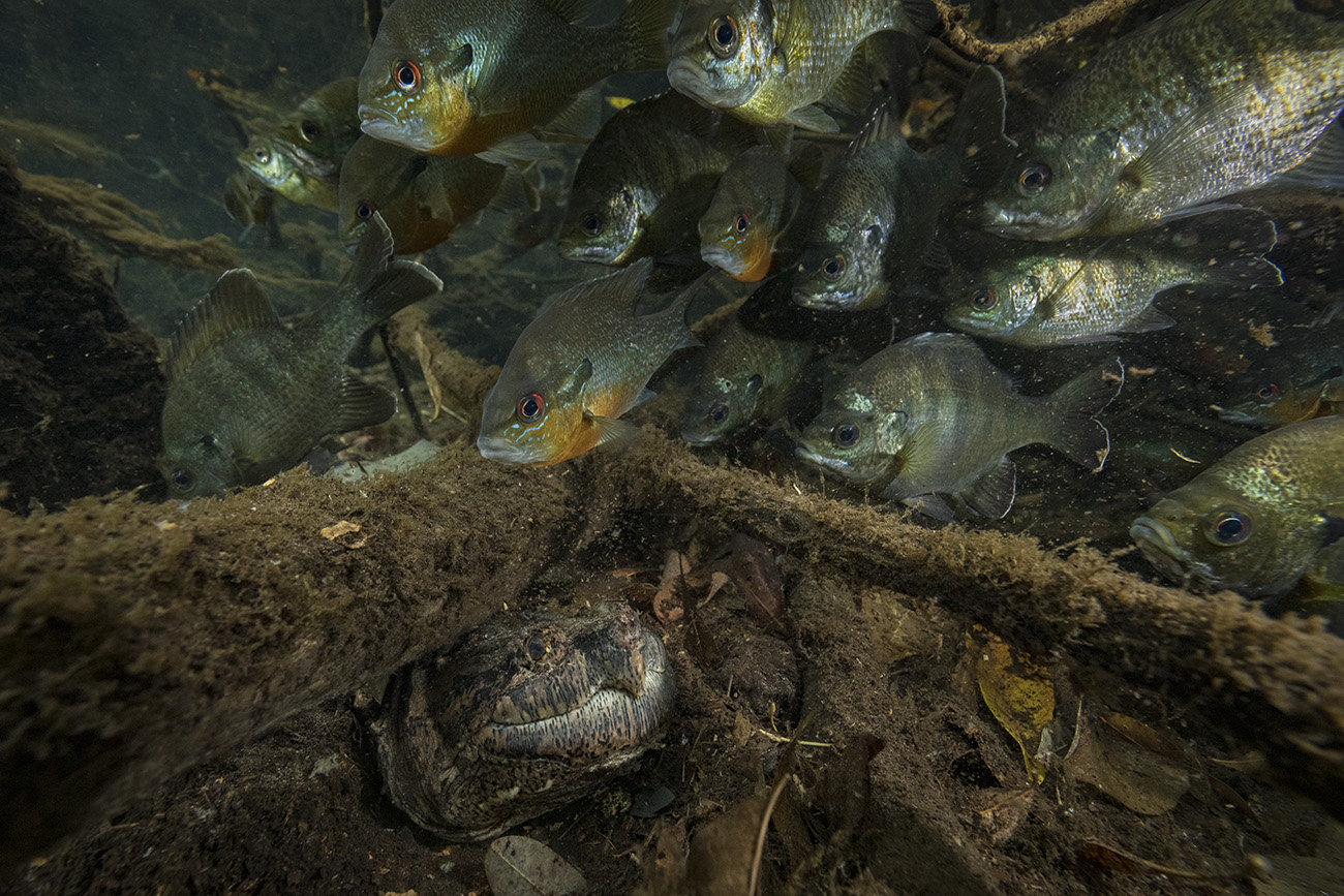 Fish Swimming