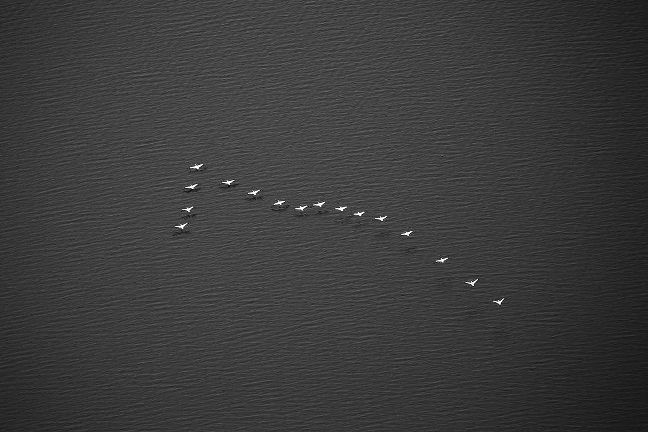 Birds in V Formation Flying Over Water