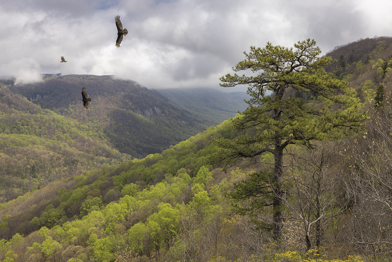 Birds Flying Among Hills With One Tree in Foreground
