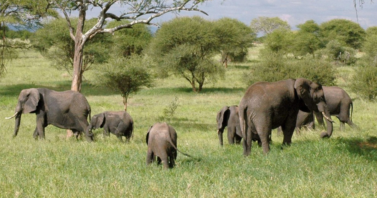 Europe's First Elephant Sanctuary Offers a New Home for Former Circus and Zoo Animals