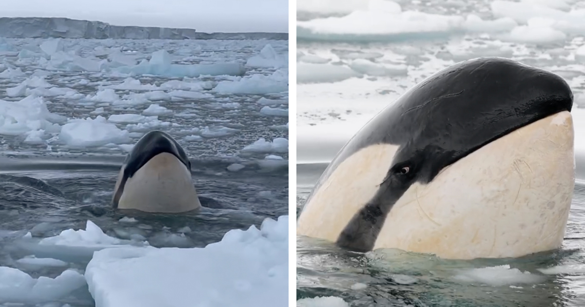 Filmmaker Documents Killer Whales “Spyhopping” To Have a Look at Him and His Crew on a Boat