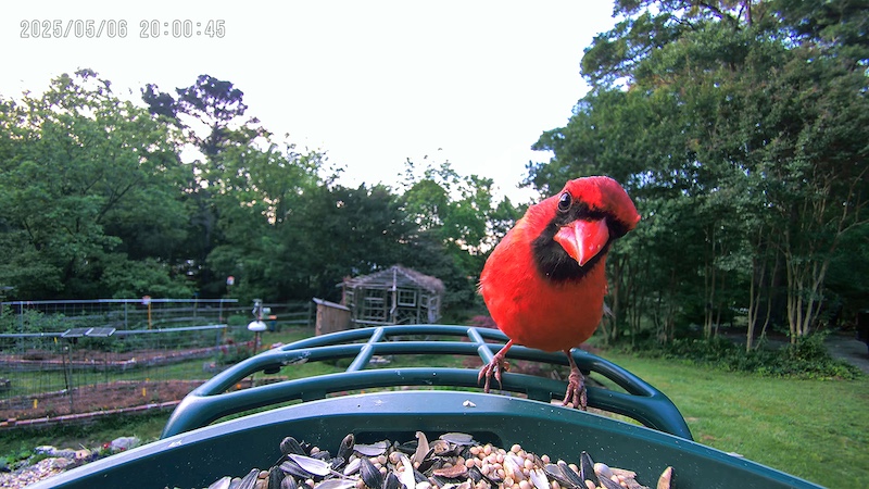Kiwibit Bird Feeder 2