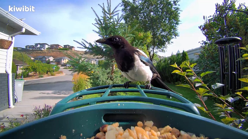 Kiwibit Bird Feeder 2