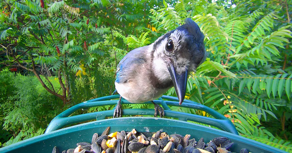 This Smart Bird Feeder Lets You Identify and Watch Birds in 4K as They Visit Your Garden