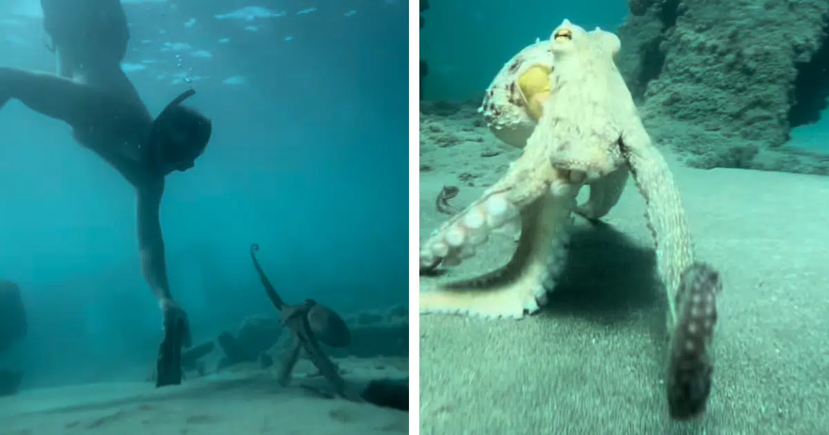 Man Befriends Octopus While Snorkeling on Vacation, Develops an Unforgettable Bond