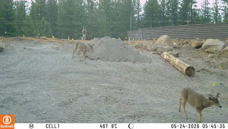 Deer Wildlife Crossing Siskiyou