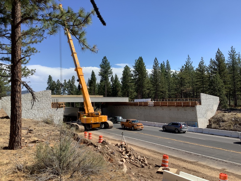 Deer Wildlife Crossing Siskiyou