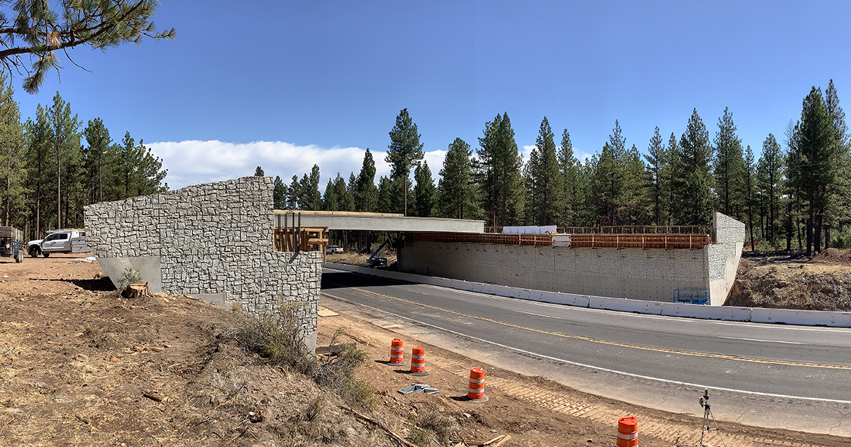 Three Mule Deer Become the First To Cross California's New Wildlife Overpass