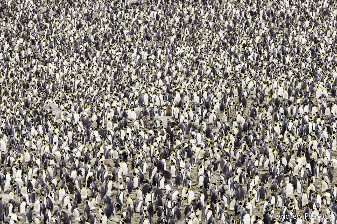 Group of Penguins
