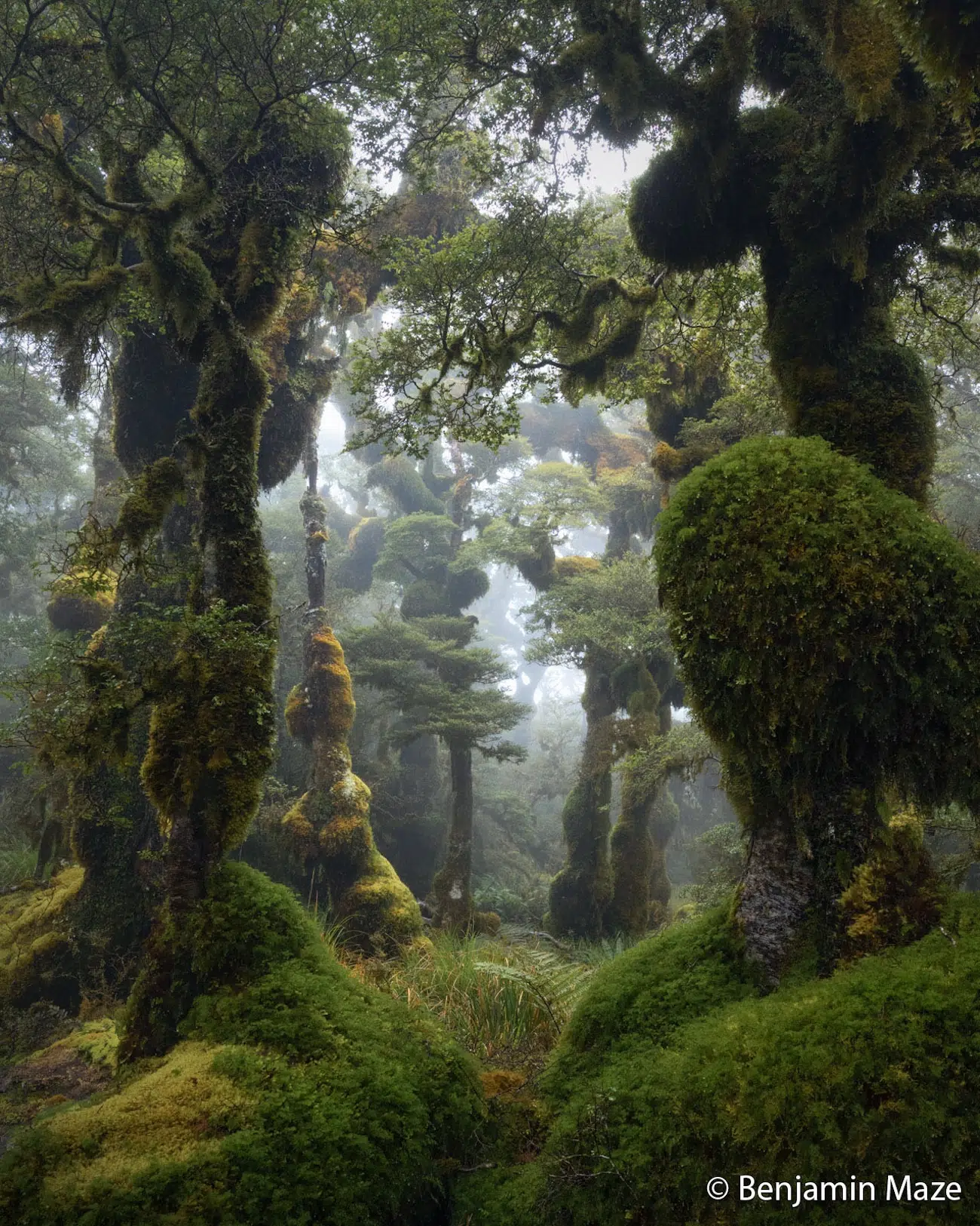 Verdant Forest