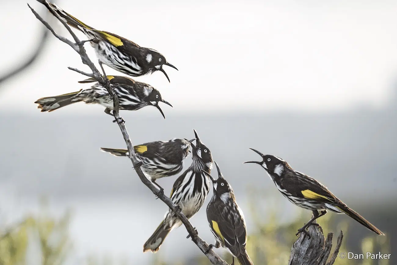 Chattering Birds on a Branch