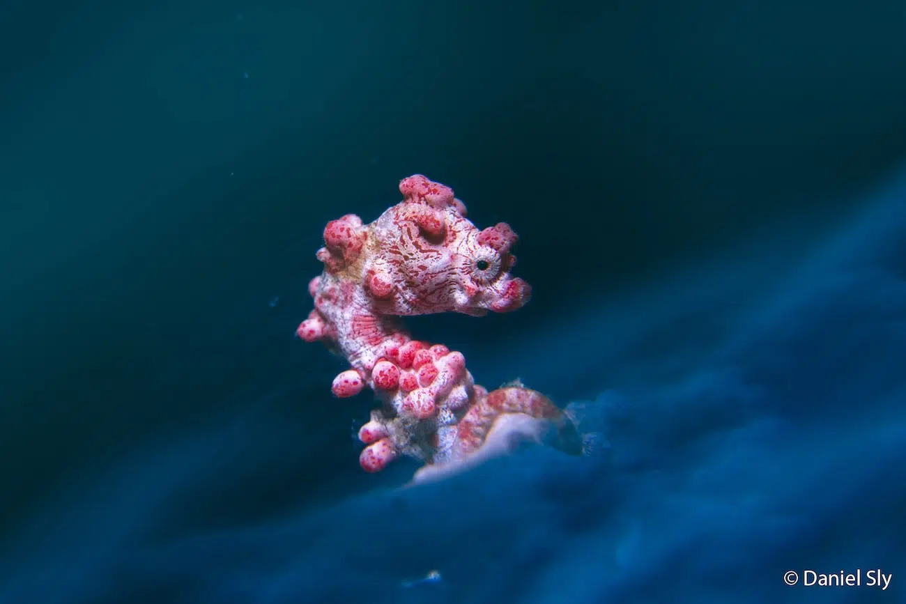Pink Pygmy Seahorse