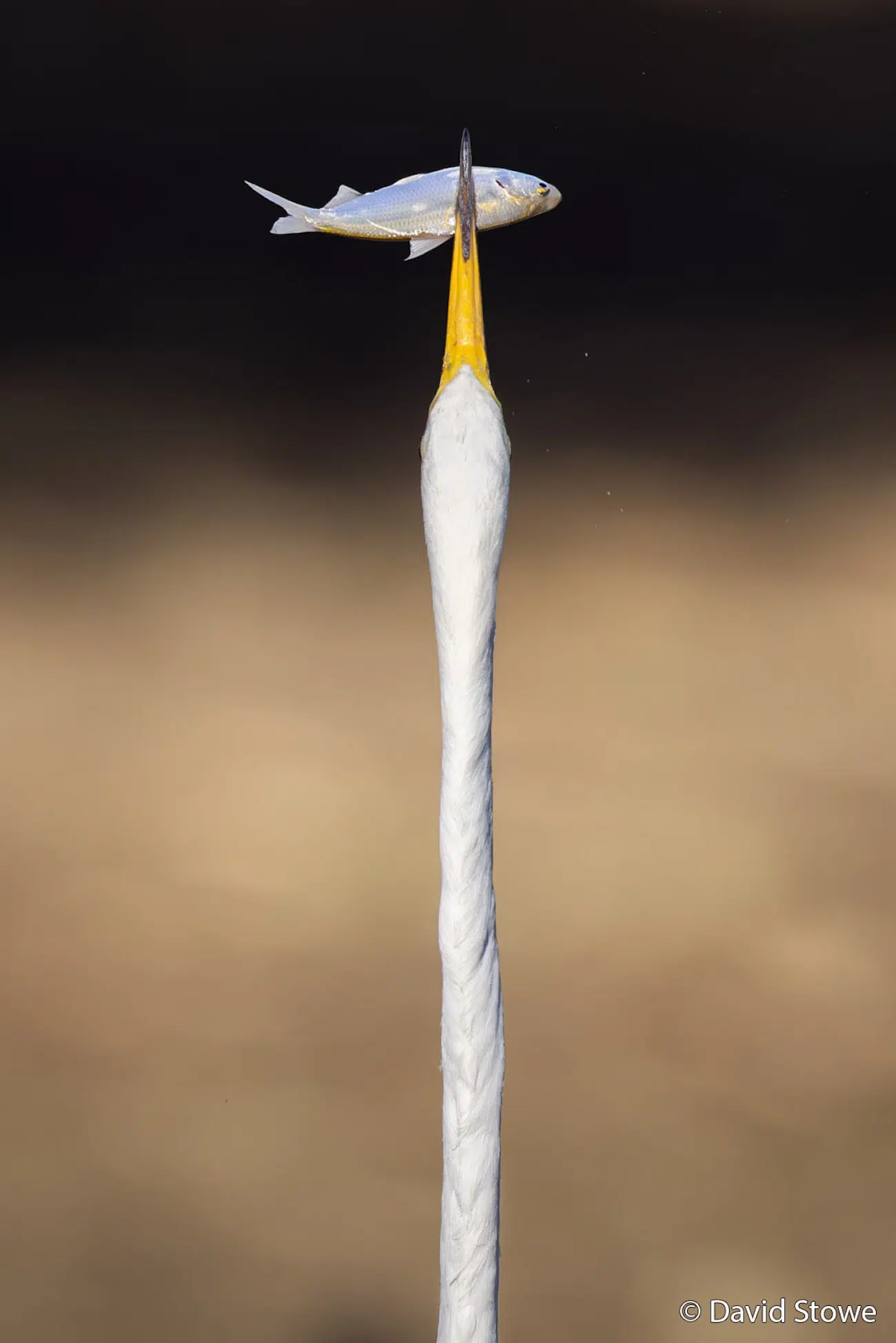 Egret Plucked Fish