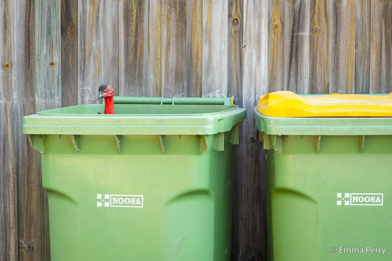 Turkey Sticking Its Head out of Trash Bin