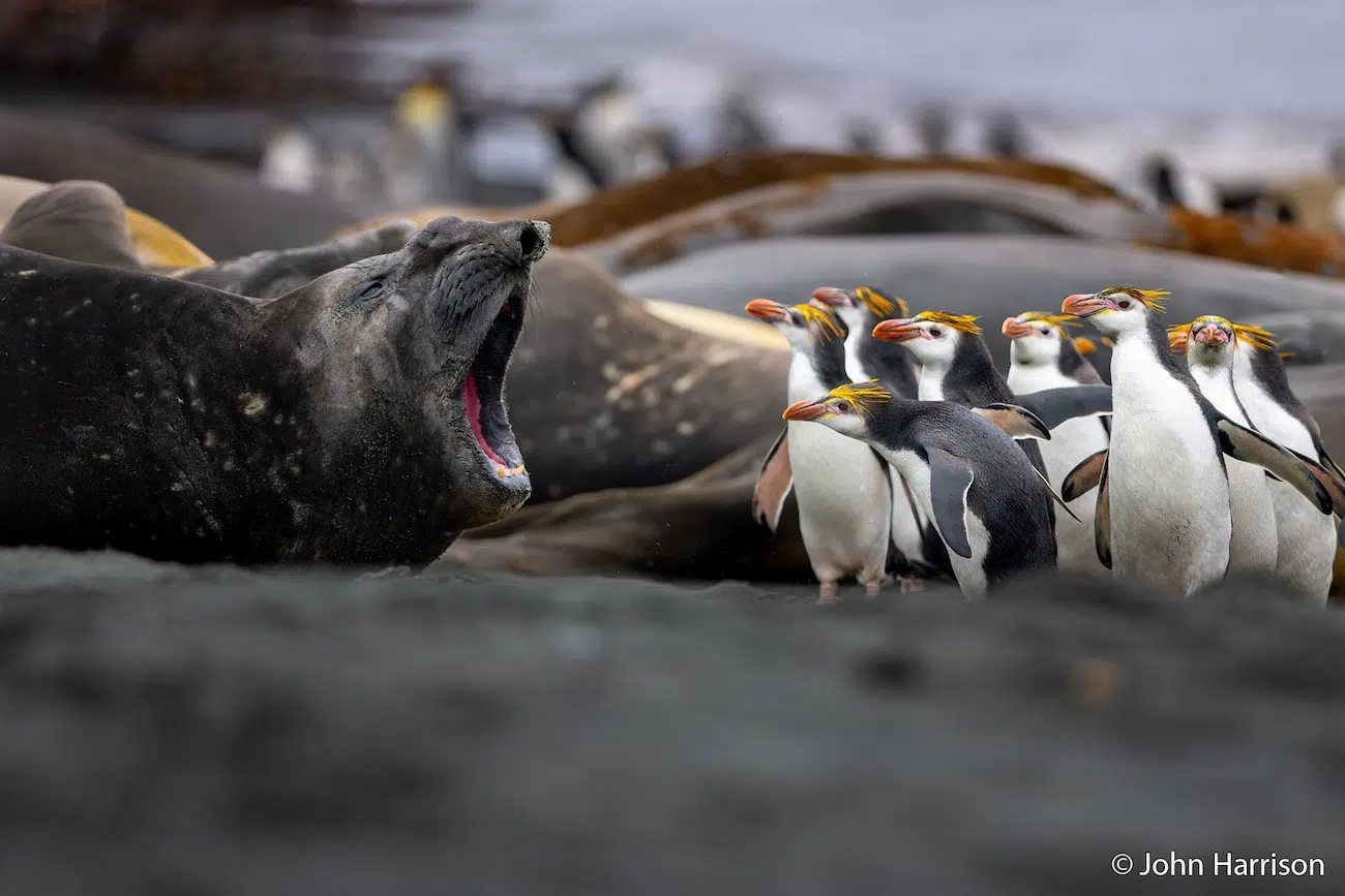 Seal Yelling at Penguins