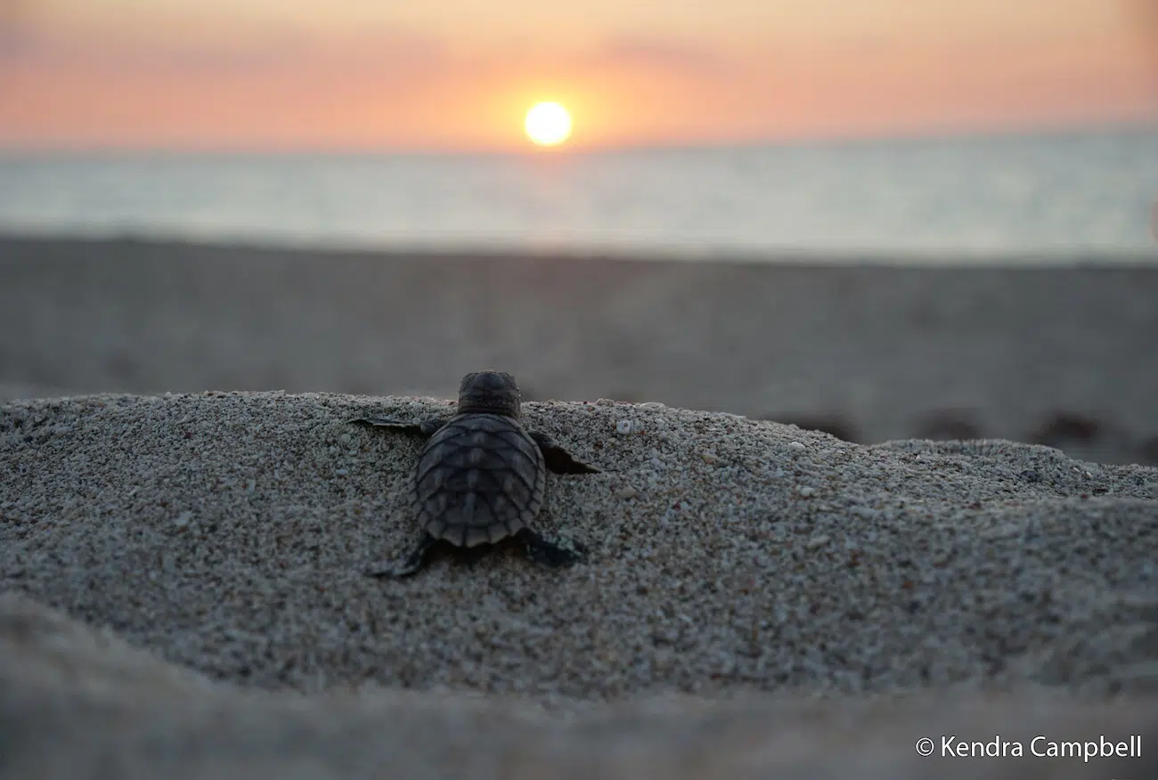 Sea Turtle Overlooking Ocean