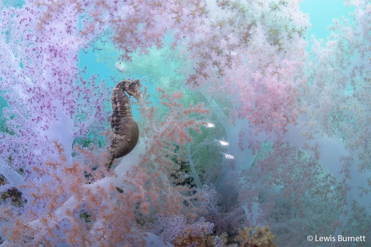 Seahorse in Pink Gorgonian Sea Fan