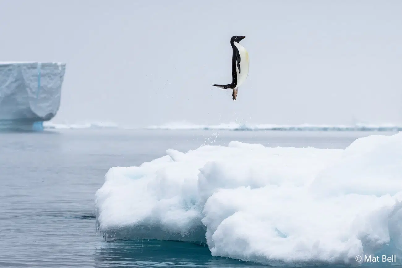 Penguin Jumping Above Iceberg